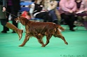 Crufts2011 029